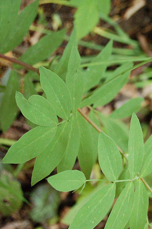 Lathyrus laevigatus subsp. occidentalis  / Cicerchia gialla